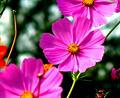 شاه اشرفی مکزیکی / گل ستاره ای مکزیکی
